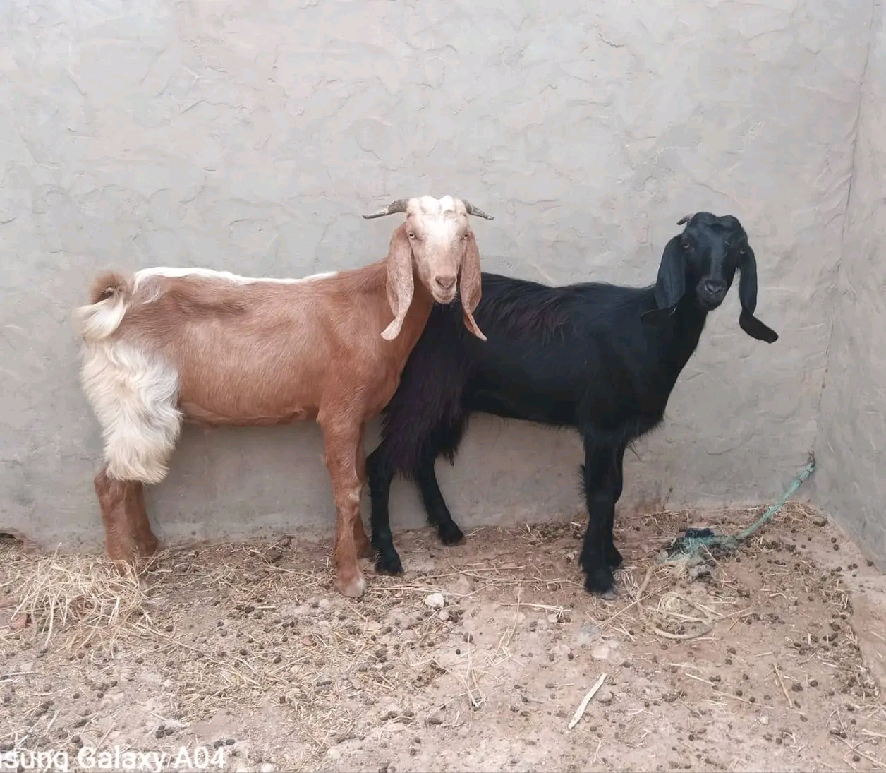 الماعز العربي البلدي