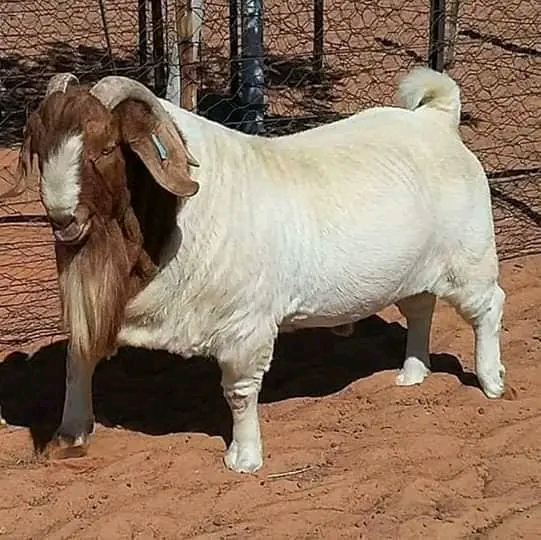 ماعز البور Boer